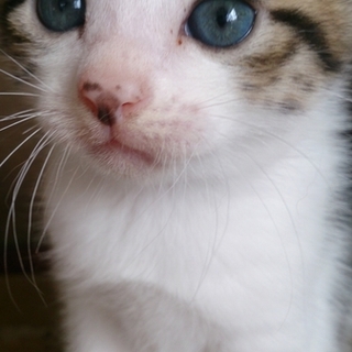 子猫の里親さん募集