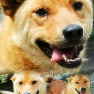 ♡中型mix女の子 楓ちゃん  3才くらい