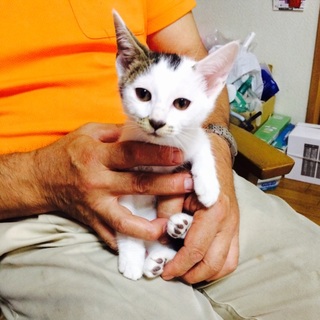 チャコちゃんの里親募集中