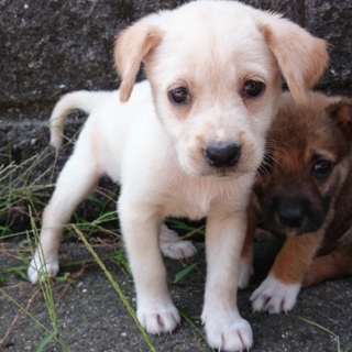 子犬　白　３月