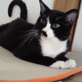 里親さんになって下さい！