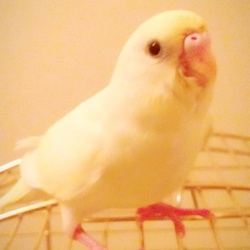 27日目、水浴びの真似？