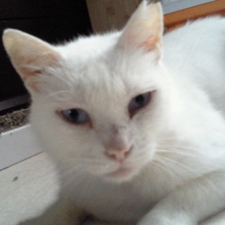 優しい里親さんを募集しています！