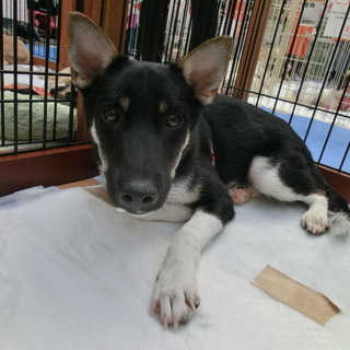 「れん」慣れると人懐こく元気