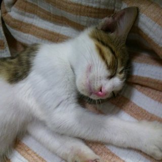 捨て猫ムーちゃん