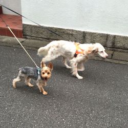 早起きしてお散歩♪