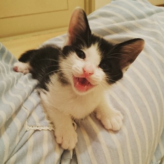 生後1か月半。すごく甘えん坊な男の子です。