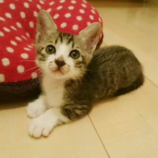 生後1か月半。マイペースな男の子です。