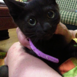 まん丸おめめのチビ黒ちゃん！