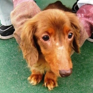 期限切迫！！飼い主持込のダックスの女の子です・・。