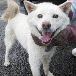 とても人なつっこい白い柴系男の子です！！