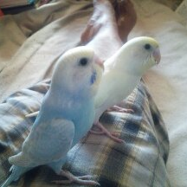 両国のカバー写真