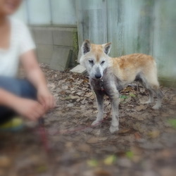 「保護犬ユージくん改め、マンサクくん」サムネイル3