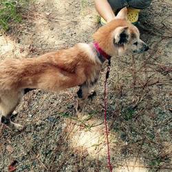 「保護犬ユージくん改め、マンサクくん」サムネイル2