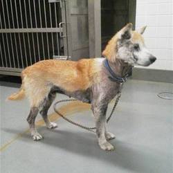 「保護犬ユージくん改め、マンサクくん」サムネイル1