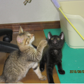 訳あって引き戻しました。改めて里親さん募集中！！