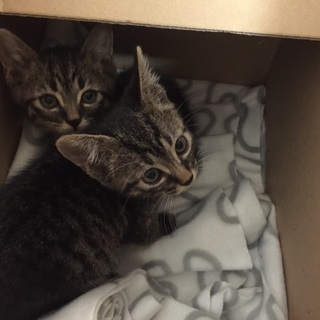 可愛い兄弟猫です