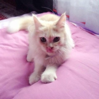 可愛いミルティちゃん