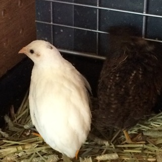 ヒメウズラのペア 里親さん探してます。