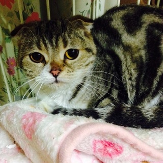 スコティッシュフォールド♀シピちゃん