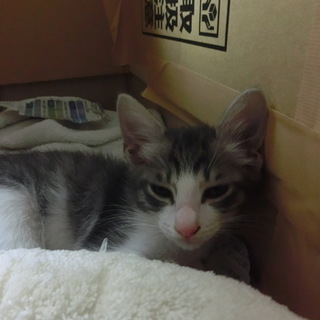 センター引き出しの仔猫