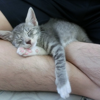 センター引き出しの仔猫３