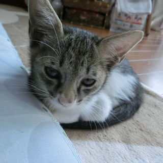 センター引き出しの仔猫