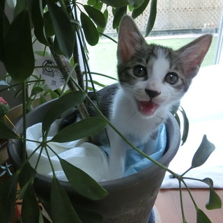 センター引き出しの仔猫５