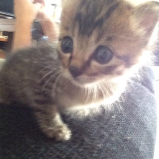 キジトラ1カ月の男の子