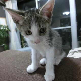 センターより引き出しの仔猫１