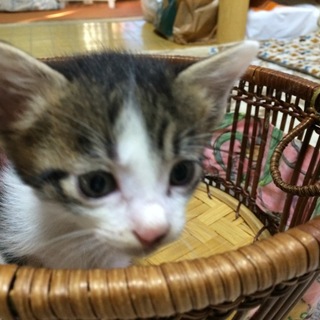 生後1ヶ月半の子猫です。