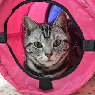 アメショ6歳オスの里親募集