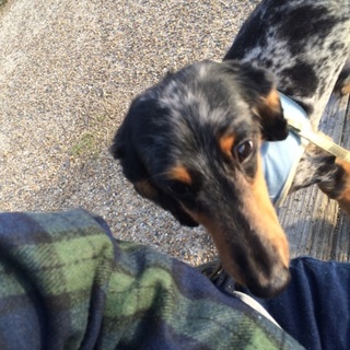 急募。マーブル柄ミニチュアダックスフンド♂