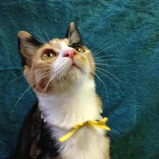 三毛☆天真爛漫マカロンちゃん