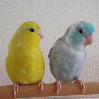 マメルリハのペアの里親さん募集します。