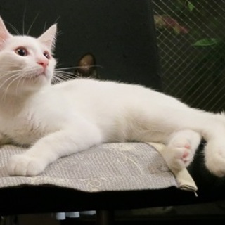 可愛い白猫里親さま募集＠名古屋