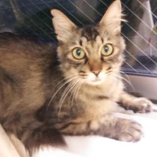 毛足の長いヨモギちゃん