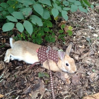 とってもカワイイ1歳半のネザーランドドワーフです。