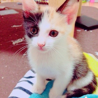 里親探してます！