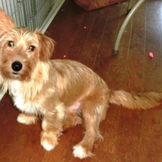 奇跡のミックス犬　「ポンカン君」