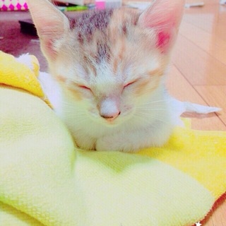 里親探してます！