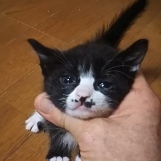 猫会の猫＊健康＊3ヶ月の優しい女の子