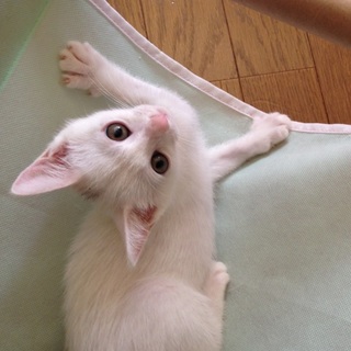 お茶目なマゲちゃん♪女の子