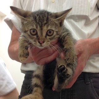 猫会の猫＊健康＊おっとり4ヶ月の女の子