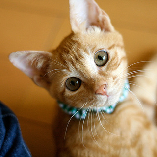 甘えん坊な茶トラの篝君♪