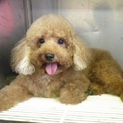 トイプードル男の子　７才です