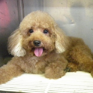 トイプードル男の子　７才です