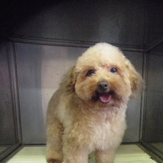 トイプードル男の子　６才