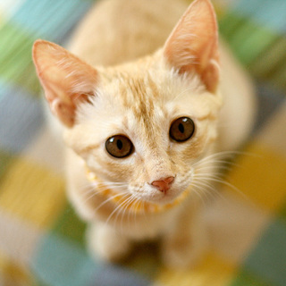 おっとり薄茶トラの女のコ麗ちゃん♪