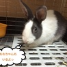 保護うさぎブルーグレーダッチももちゃん生後５ヶ月 サムネイル2